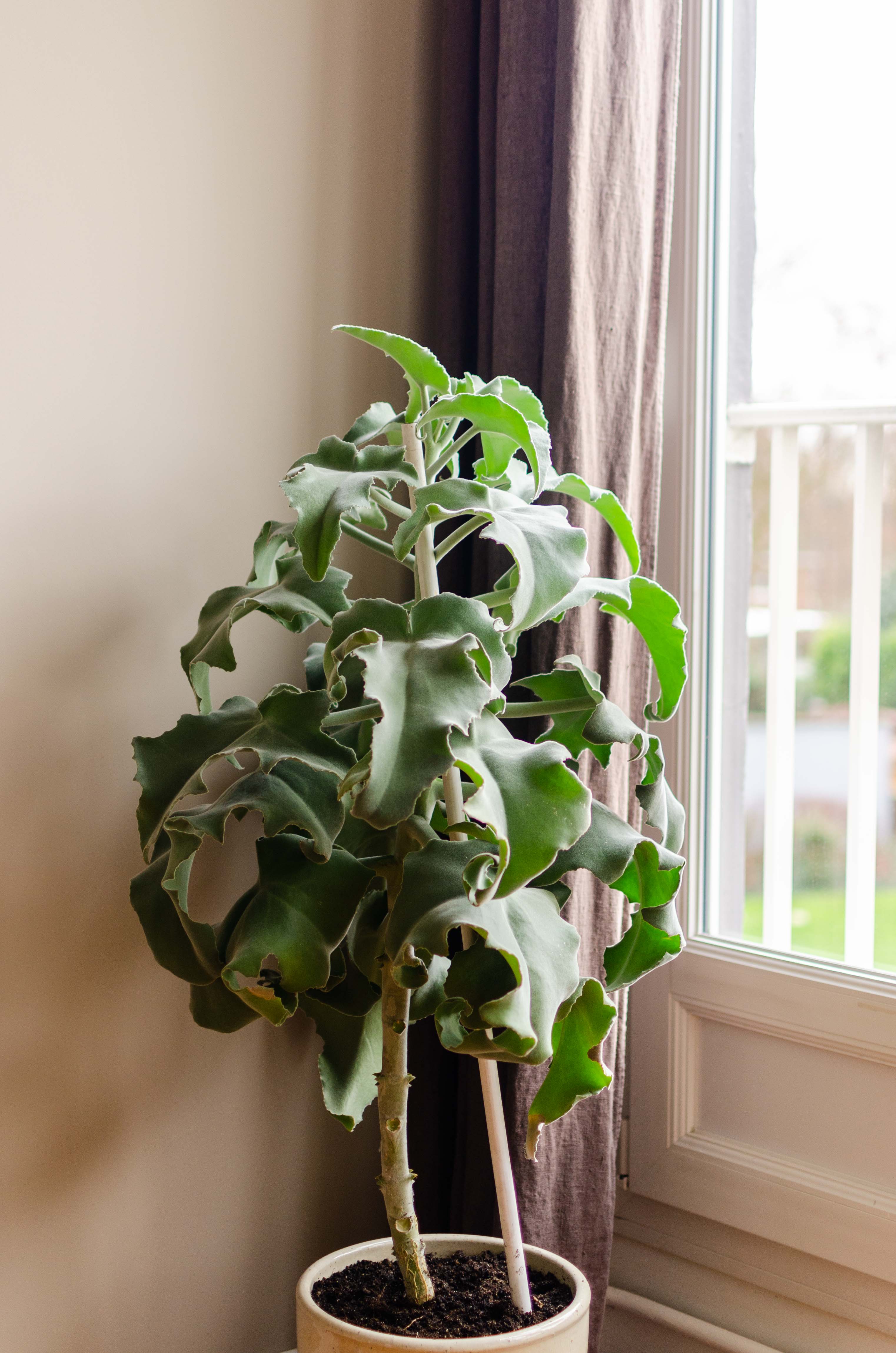 plante d'intérieur devant une fenêtre